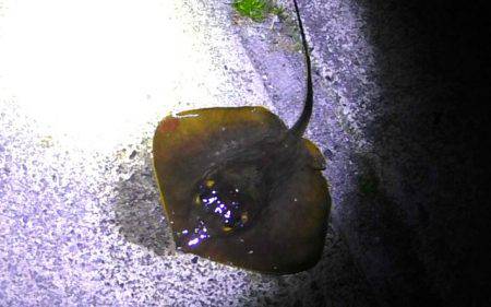 焼津ふぃっしゅーなにて、アオリイカ、太刀魚、タコなど